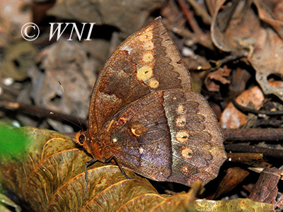 Taygetis mermeria mermeria (Satyrinae, Nymphalidae, Lepidoptera)
